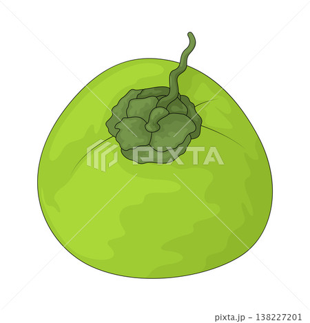 Illustration of Coconut Illustration of Coconut 138227201