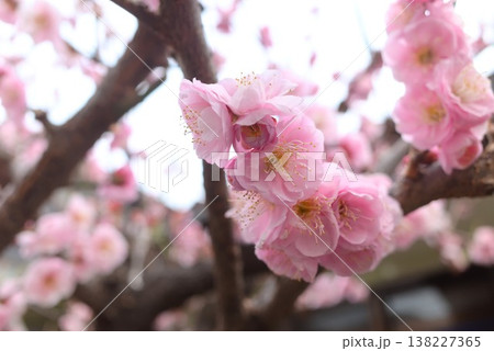 ピンクの梅花をやわらかく捉えた春の背景素材 138227365
