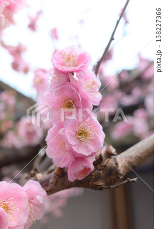 ピンクの梅花をやわらかく捉えた春の背景素材 ピンクの梅花をやわらかく捉えた春の背景素材 138227366