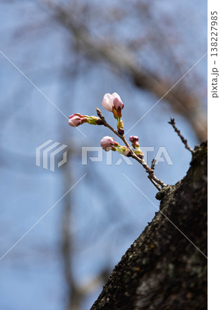 咲き始めた桜 咲き始めた桜 138227985