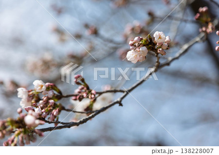 咲き始めた桜 138228007