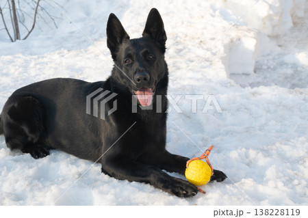 Black German Shepherd on snow Black German Shepherd on snow 138228119