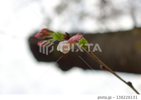 桜の花、今咲きかけ 138228131