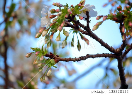 これから満開桜の花 これから満開桜の花 138228135