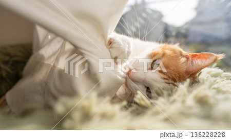 カーテンで遊ぶ猫　茶トラ白 138228228