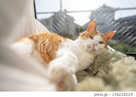 カーテンで遊ぶ猫 茶トラ白 カーテンで遊ぶ猫 茶トラ白 138228229