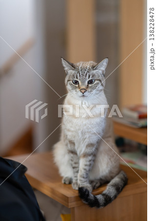 見つめる猫　シャムトラ猫 138228478