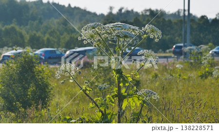 Heracleum mantegazzianum growing wild by a busy highway in nature with cars 138228571
