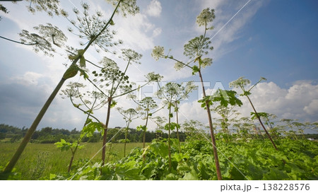 Giant hogweed invasive plants growing wild in a summer field under blue sky Giant hogweed invasive plants growing wild in a summer field under blue sky 138228576