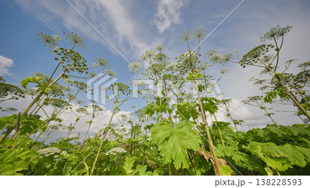 Giant hogweed plants growing tall in a field under a summer blue sky Giant hogweed plants growing tall in a field under a summer blue sky 138228593