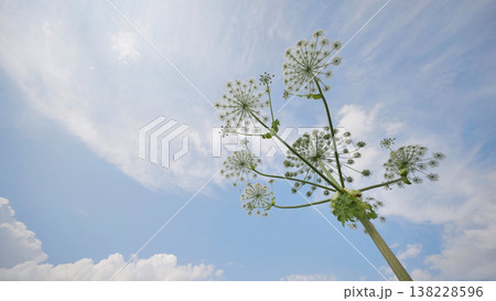 Heracleum flowers reaching the blue summer sky, symbolizing growth and nature Heracleum flowers reaching the blue summer sky, symbolizing growth and nature 138228596