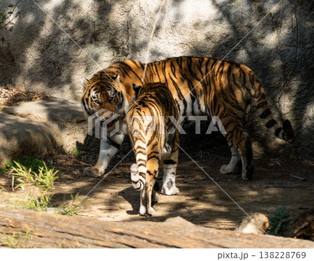 触れ合う二匹のトラ 触れ合う二匹のトラ 138228769