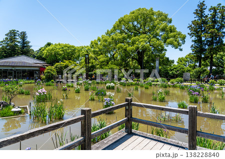 Fukuoka, Japan - May 29, 2024 : Iris Garden pond in famous Dazaifu Tenmangu Shrine. Fukuoka, Japan - May 29, 2024 : Iris Garden pond in famous Dazaifu Tenmangu Shrine. 138228840