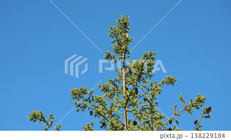 Top of spruce tree with cones growing against clear blue sky Top of spruce tree with cones growing against clear blue sky 138229184