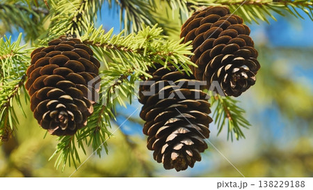 Spruce branch holding three beautiful pine cones against blue sky background Spruce branch holding three beautiful pine cones against blue sky background 138229188