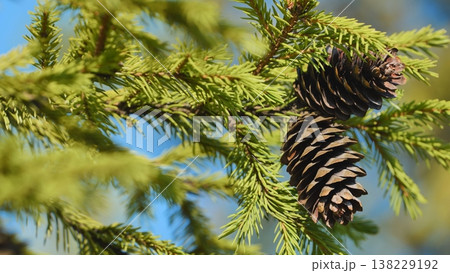 Spruce branch with cones growing against a blue sky background Spruce branch with cones growing against a blue sky background 138229192