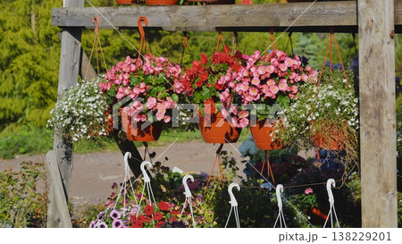 Colorful hanging begonias and lobelia erinus decorating a wooden market stall Colorful hanging begonias and lobelia erinus decorating a wooden market stall 138229201