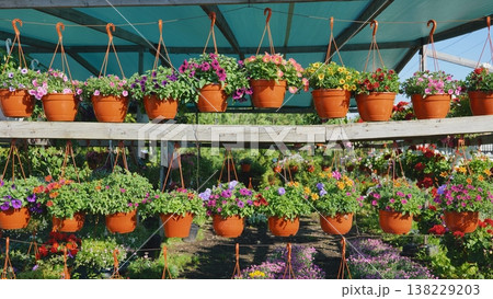 Hanging flower pots decorating a greenhouse ceiling 138229203