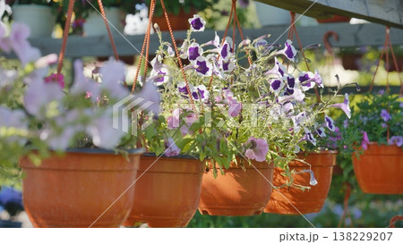 Hanging flower pots with blooming petunias decorating a garden 138229207