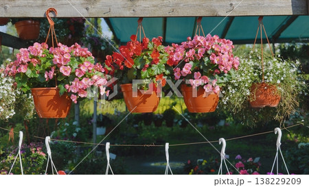 Hanging flower pots decorating a greenhouse 138229209