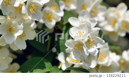 Small fly landing on blooming jasmine flowers in spring Small fly landing on blooming jasmine flowers in spring 138229211