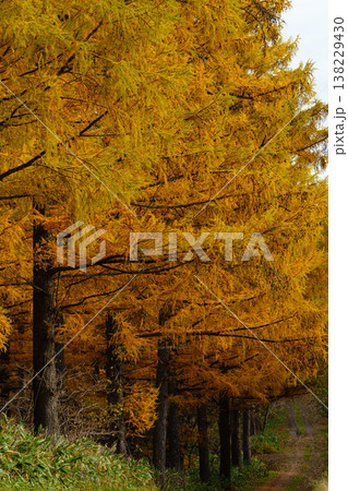 紅葉したカラマツ並木と林道 林業が作る美しい秋の風景 紅葉したカラマツ並木と林道 林業が作る美しい秋の風景 138229430