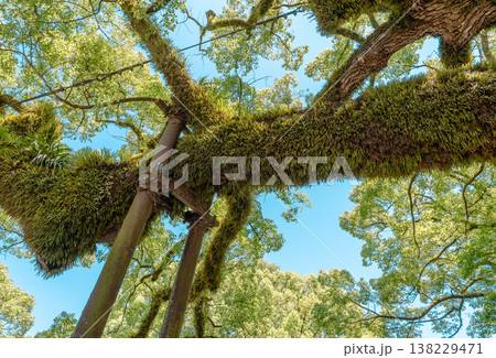 Beautiful Japanese garden with camphor tree in Dazaifu Tenman-gu, shrine 138229471
