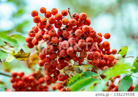 Rowan tree berries ripening creating a vibrant autumn display 138229508