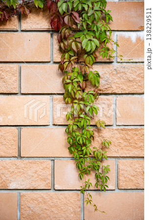 Virginia creeper vine growing on a brick wall, changing colors in autumn 138229511