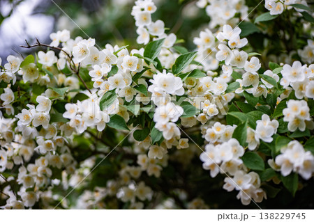 White jasmine flowers blooming in spring garden, symbolizing purity and new beginnings 138229745