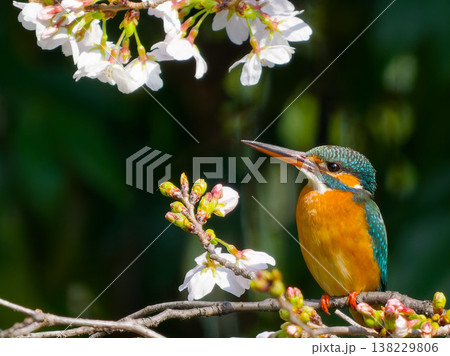 桜とカワセミの春景色、枝にとまる美しい野鳥（Common Kingfisher, cherry bl 138229806