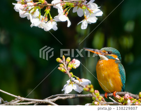 桜とカワセミの春景色、枝にとまる美しい野鳥(Common Kingfisher, cherry bl 桜とカワセミの春景色、枝にとまる美しい野鳥(Common Kingfisher, cherry bl 138229807