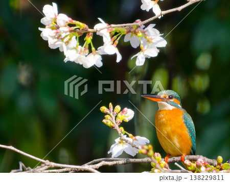 桜とカワセミの春景色、枝にとまる美しい野鳥（Common Kingfisher, cherry bl 138229811