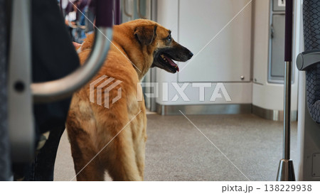 Dog commuting on a subway train, looking back while traveling 138229938