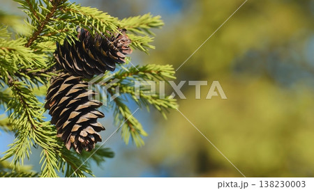 Two pine cones hanging from a fir branch with green needles Two pine cones hanging from a fir branch with green needles 138230003