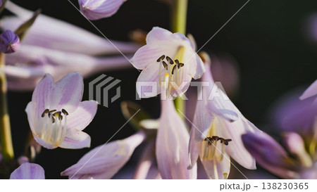 Delicate hosta flowers blooming in garden, showcasing petals and stamen details 138230365