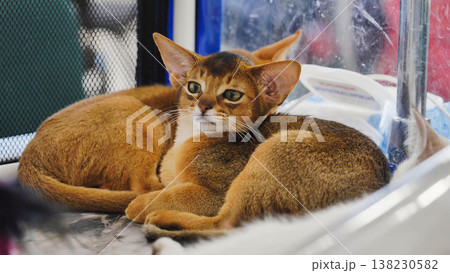 Abyssinian kittens resting in a cage at cat show 138230582