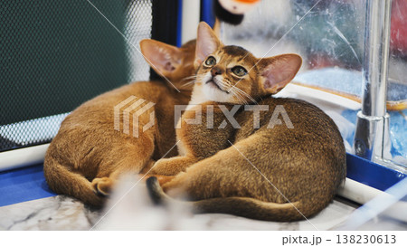 Two Abyssinian kittens cuddling in a cage Two Abyssinian kittens cuddling in a cage 138230613