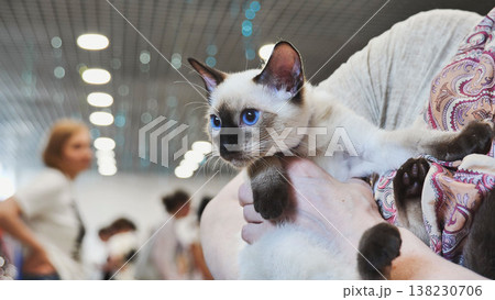 Breeder holding adorable thai kitten with blue eyes at cat show 138230706