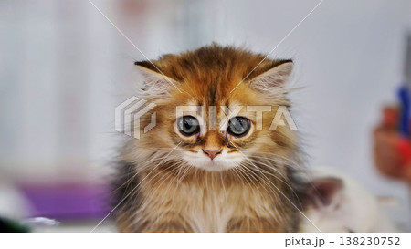 Adorable golden british longhair kitten looking with curiosity 138230752