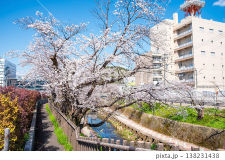 関川の桜《岐阜県 関市》 関川の桜《岐阜県 関市》 138231438