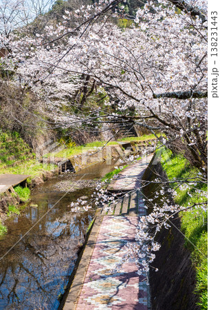 関川の桜《岐阜県 関市》 関川の桜《岐阜県 関市》 138231443