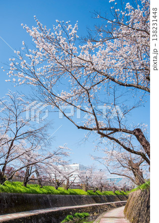 関川の桜《岐阜県 関市》 138231448