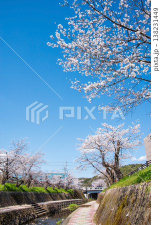 関川の桜《岐阜県 関市》 関川の桜《岐阜県 関市》 138231449