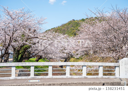 関川の桜《岐阜県 関市》 138231451