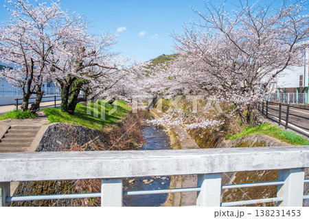 関川の桜《岐阜県 関市》 関川の桜《岐阜県 関市》 138231453