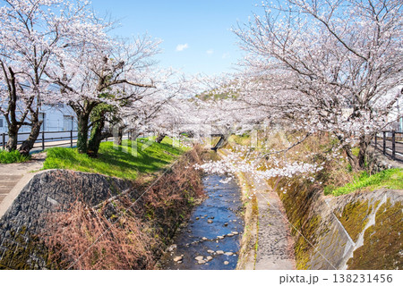 関川の桜《岐阜県 関市》 138231456