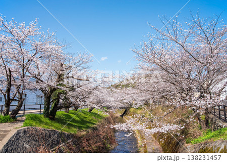 関川の桜《岐阜県 関市》 関川の桜《岐阜県 関市》 138231457
