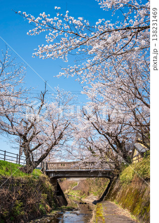 関川の桜《岐阜県 関市》 138231469