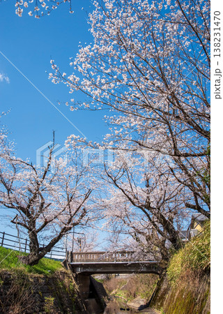 関川の桜《岐阜県 関市》 138231470
